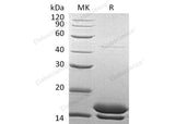 > 95 % as determined by reducing SDS-PAGE.