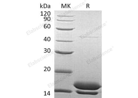 > 95 % as determined by reducing SDS-PAGE.