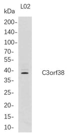 Anti-Human C3orf38 Antibody [B686]