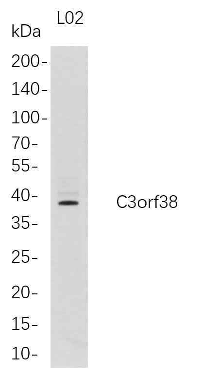 Anti-Human C3orf38 Antibody [B686] - ABMIUM