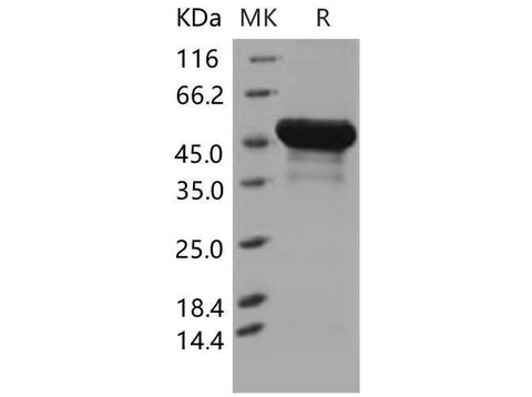> 95 % as determined by reducing SDS-PAGE.
