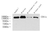 Western Blot analysis of various samples using ITGAX Polyclonal Antibody at dilution of 1:1000.