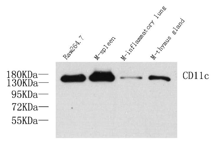 Western Blot analysis of various samples using ITGAX Polyclonal Antibody at dilution of 1:1000.