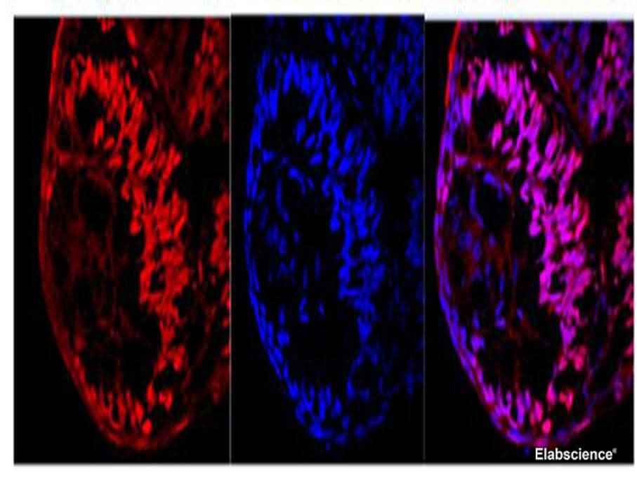 Anti-Zebrafish Ki67 Antibody