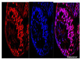 Immunofluorescence of Zebrafish eyeball with anti Ki67 Polyclonal Antibody at dilution of 1:100.