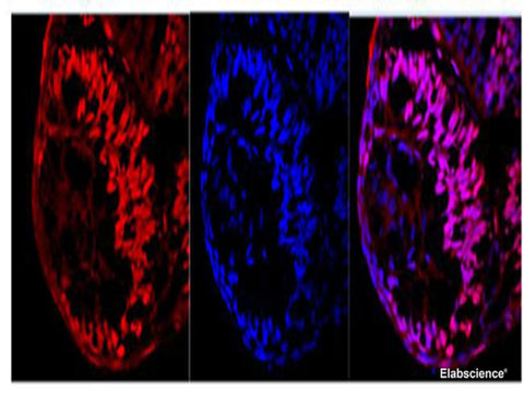 Immunofluorescence of Zebrafish eyeball with anti Ki67 Polyclonal Antibody at dilution of 1:100.
