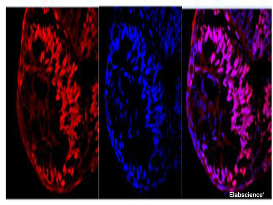 Immunofluorescence of Zebrafish eyeball with anti Ki67 Polyclonal Antibody at dilution of 1:100.