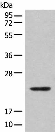 Western blot analysis of Mouse lung tissue lysate using CBFB Polyclonal Antibody at dilution of 1:400