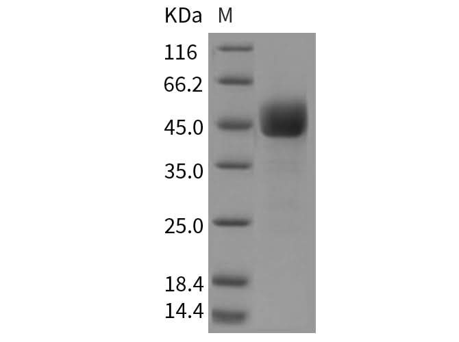 > 95 % as determined by reducing SDS-PAGE.