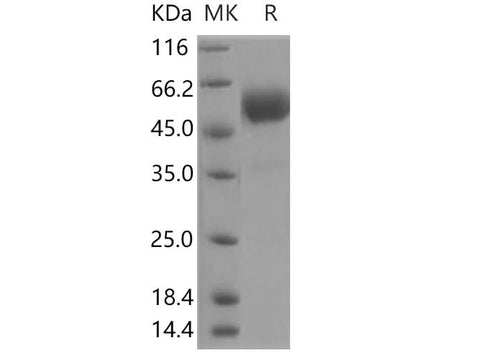 > 95 % as determined by reducing SDS-PAGE.