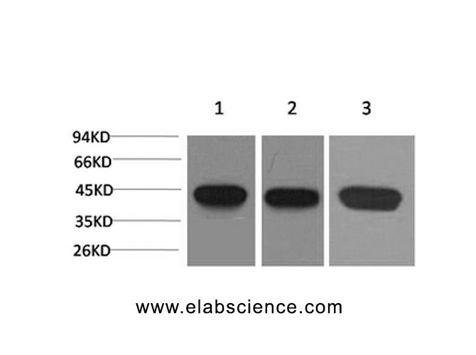 Western Blot analysis of 1) Hela, 2) 3T3, 3) Rat brain with ACTA2 Monoclonal Antibody.