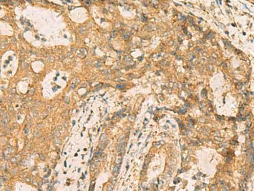 Anti-Human CNST Antibody