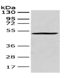 Anti-Human CRTAM Antibody - ABMIUM