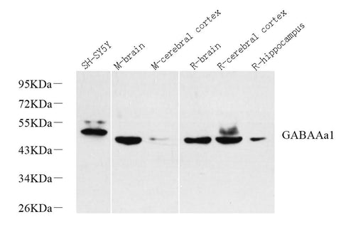 Western Blot analysis of various samples using GABAA Receptor alpha1 Polyclonal Antibody at dilution of 1:1000.
