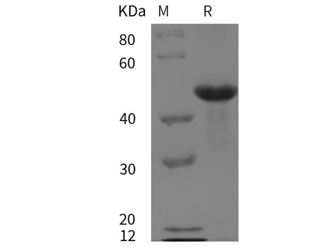 SDS-PAGE analysis of Mouse MMP-9 proteins, 2 μg/lane of Recombinant Mouse MMP-9 proteins was resolved with SDS-PAGE under reducing conditions, showing bands at 45 kDa.