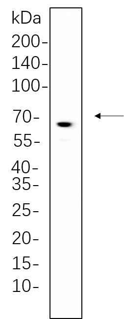 Anti-Human/Mouse/Rat Atg16L1 Antibody [B621] - ABMIUM