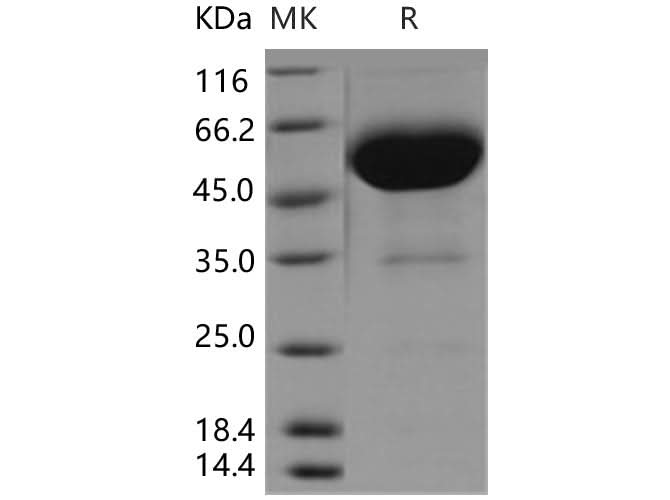 > 95 % as determined by reducing SDS-PAGE.