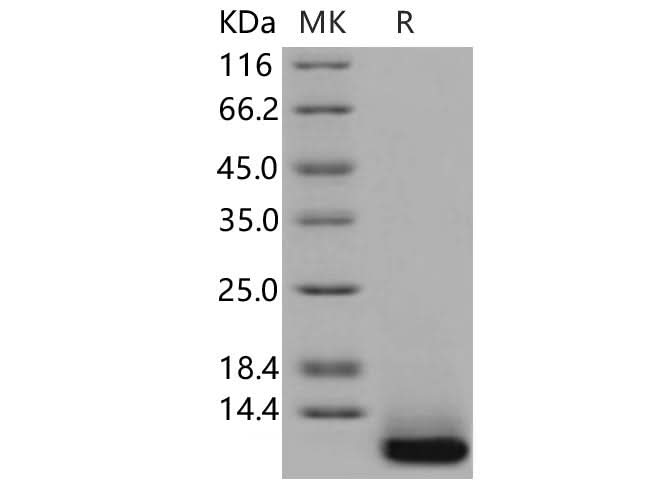 > 97 % as determined by reducing SDS-PAGE.