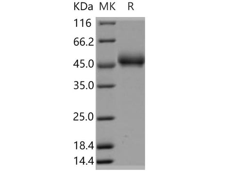> 90 % as determined by reducing SDS-PAGE.