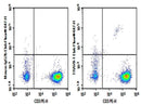 Anti-Human TRAV8-1 Antibody [16G8] - ABMIUM