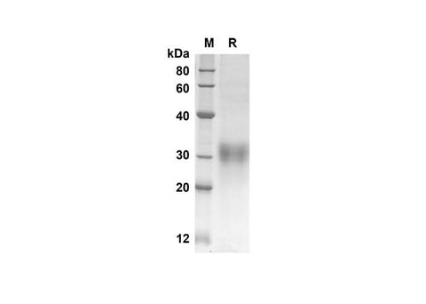 SDS-PAGE analysis of Mouse Igfbp6 proteins, 2 μg/lane of Recombinant Mouse Igfbp6 proteins was resolved with an SDS-PAGE under reducing conditions, showing bands at 23.3 kDa.