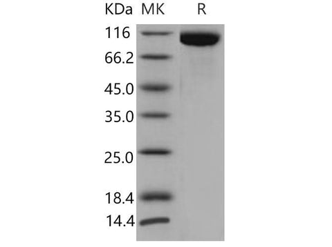 > 97 % as determined by reducing SDS-PAGE.