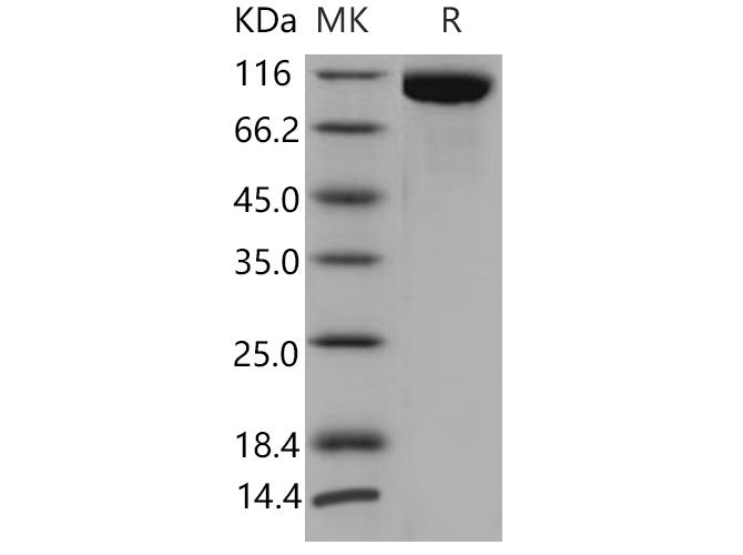 > 97 % as determined by reducing SDS-PAGE.