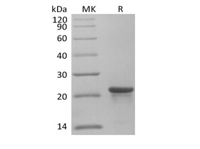 Recombinant Human KRAS4B(G12C, N-6His) - ABMIUM