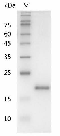 > 98 % as determined by reducing SDS-PAGE.