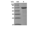 > 90 % as determined by reducing SDS-PAGE.