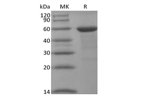 > 90 % as determined by reducing SDS-PAGE.