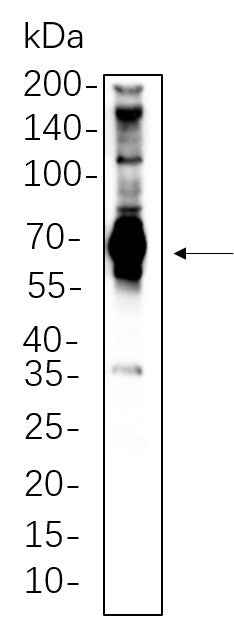 Anti-Human/Mouse/Rat SH-PTP2 Antibody [B749] - ABMIUM