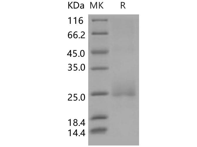 > 90 % as determined by reducing SDS-PAGE.