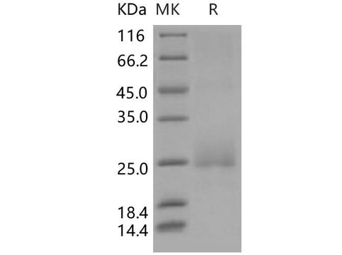 > 90 % as determined by reducing SDS-PAGE.
