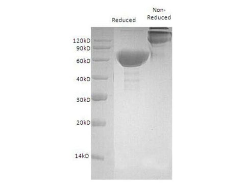 > 95 % as determined by reducing SDS-PAGE.