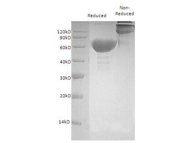 > 95 % as determined by reducing SDS-PAGE.
