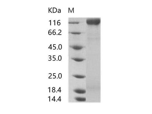 > 90 % as determined by reducing SDS-PAGE.