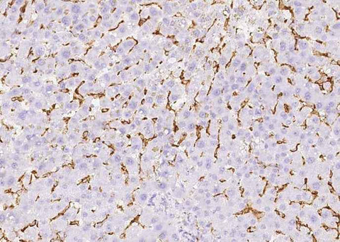Anti-Human FCGR3B Antibody [A1052] - ABMIUM