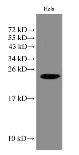 Western Blot analysis of Hela cell using IMP3 Polyclonal Antibody at dilution of 1:1000