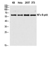Western Blot analysis of KB, Hela, 293T, 3T3 cells using NFκB-p65 Polyclonal Antibody at dilution of 1:2000.