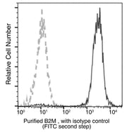 Anti-Human B2M Antibody [A971] - ABMIUM