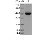 > 88 % as determined by reducing SDS-PAGE.