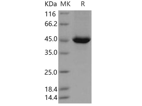 > 88 % as determined by reducing SDS-PAGE.