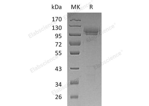 > 95 % as determined by reducing SDS-PAGE.