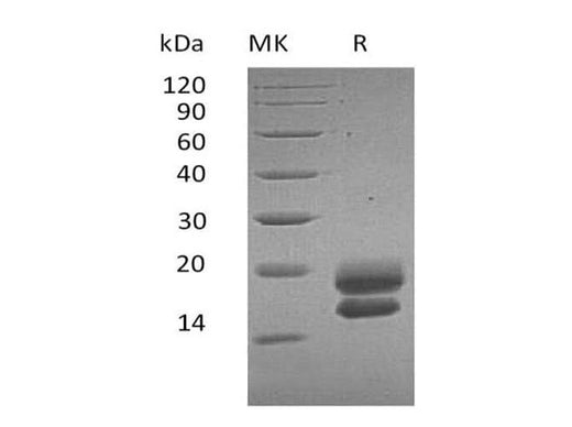 > 95 % as determined by reducing SDS-PAGE.