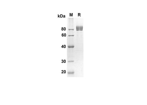 SDS-PAGE analysis of Mouse gp130 proteins, 2 μg/lane of Recombinant Mouse gp130 proteins was resolved with an SDS-PAGE under reducing conditions, showing bands at 67.7 kDa.
