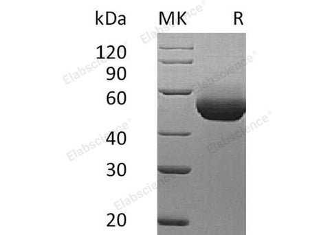 > 95 % as determined by reducing SDS-PAGE.