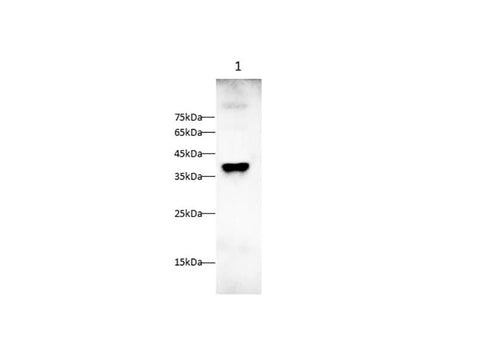 Anti-Rat MCSF Antibody - ABMIUM