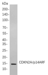 Anti-Human CDKN2A/p14ARF Antibody [B830]