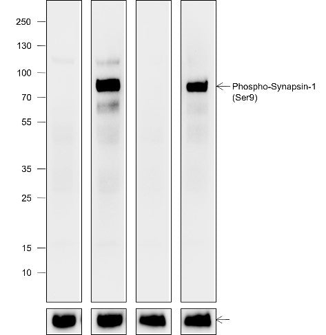 Anti-Rat/Mouse Phospho-Synapsin-1 (Ser9) Antibody [A826] - ABMIUM
